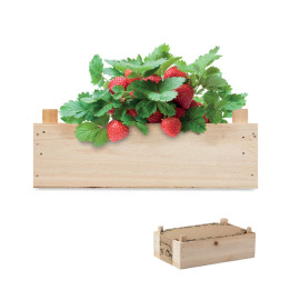 STRAWBERRY · Graines de fraises dans une cai MO6506-40