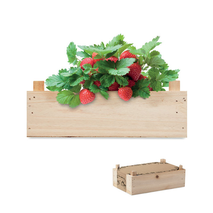 STRAWBERRY · Graines de fraises dans une cai MO6506-40
