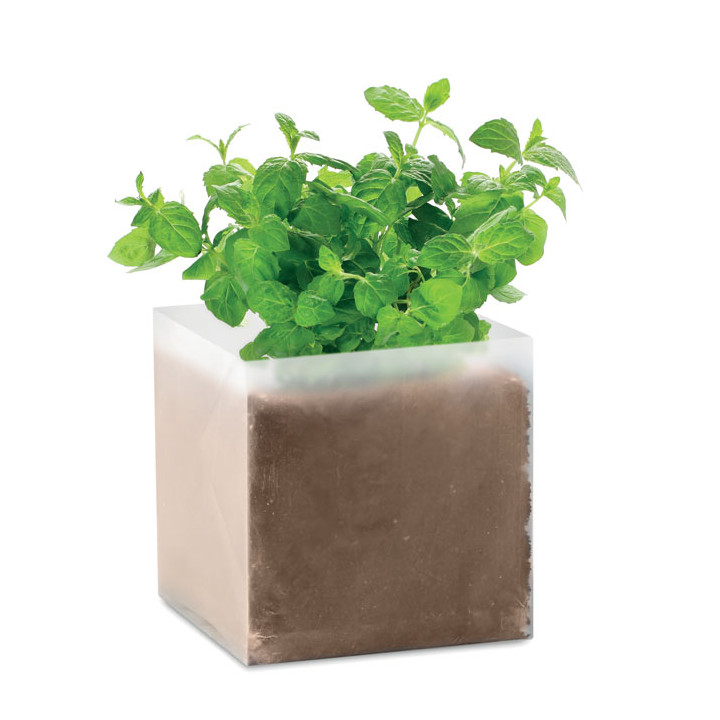 MINT · Substrat avec graines Menthe MO9546-13